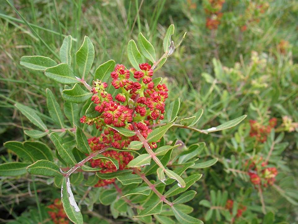 pistachier lentisque