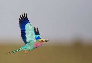 source image : http://img.nundafoto.net/-/data/gallery/photos/47/7/2347l-rollier-a-longs-brins-coracias-caudata.jpg