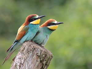 source image : http://francois.ribeaudeau.org/blog/public/oiseaux/2guepiers.jpg