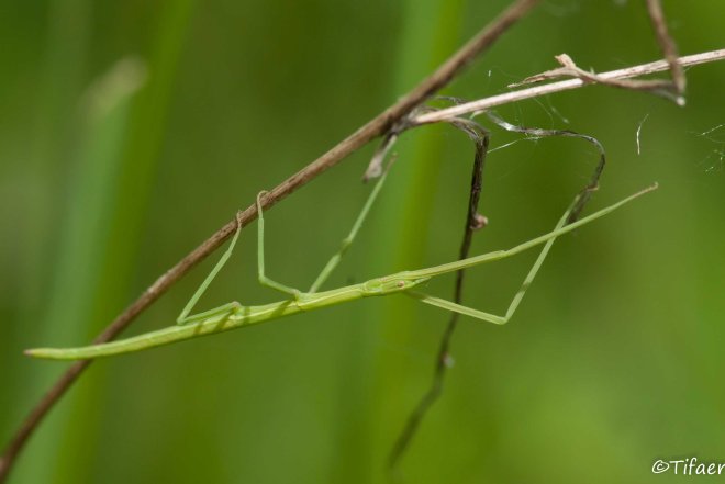 source image : https://tifaeris.files.wordpress.com/2013/05/phasme-clonopsis-gallica.jpg