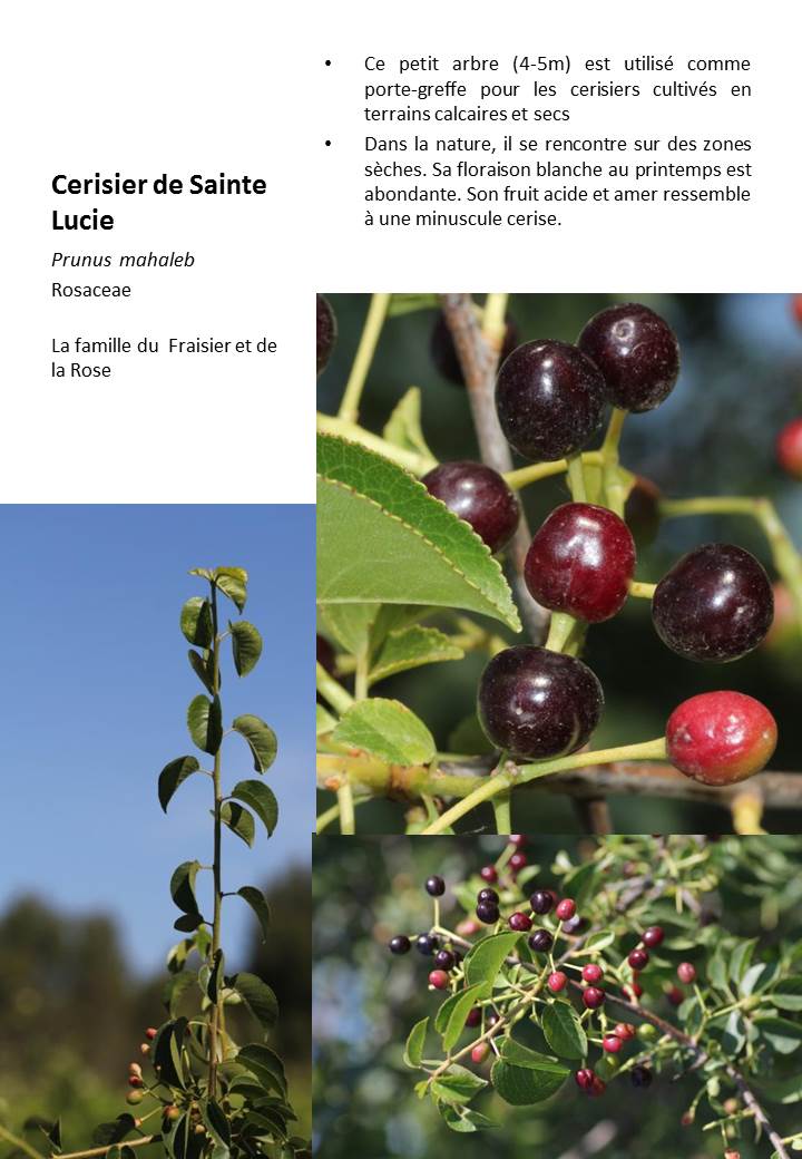 Cerisier_Ste_Lucie