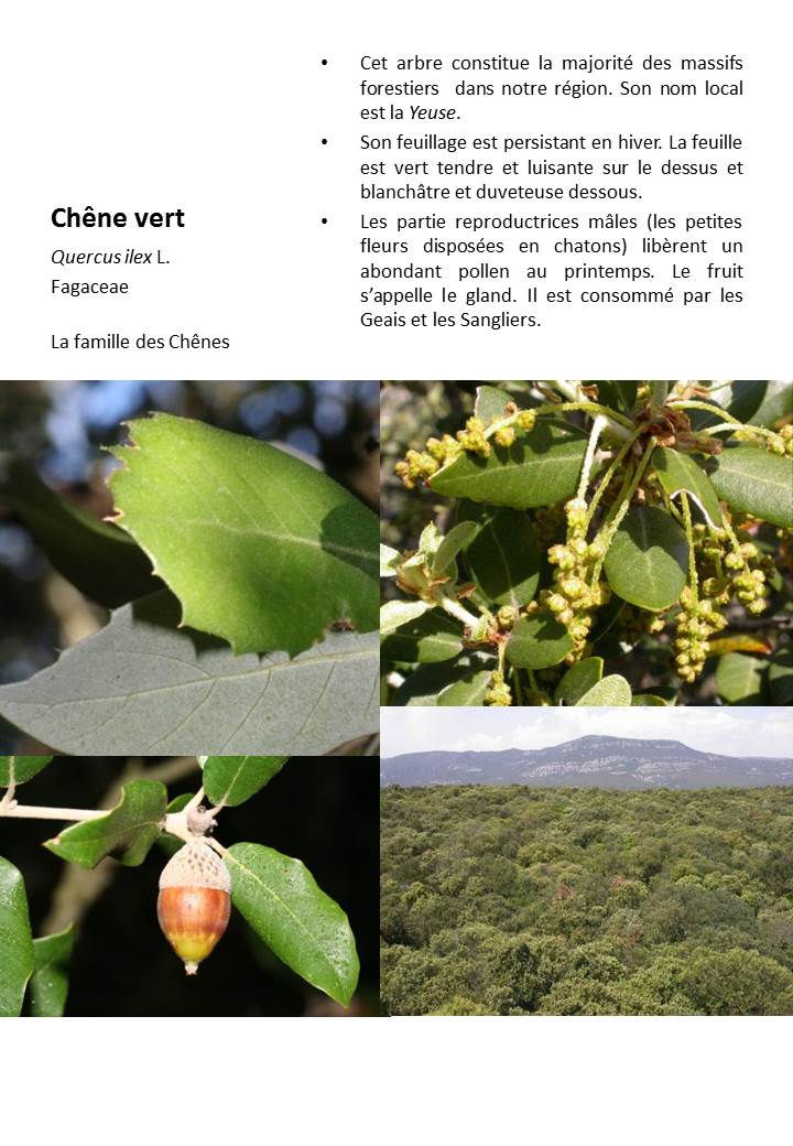 Chene_Vert