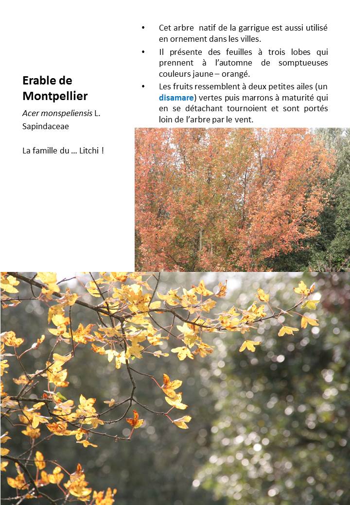 Erable_Montpellier