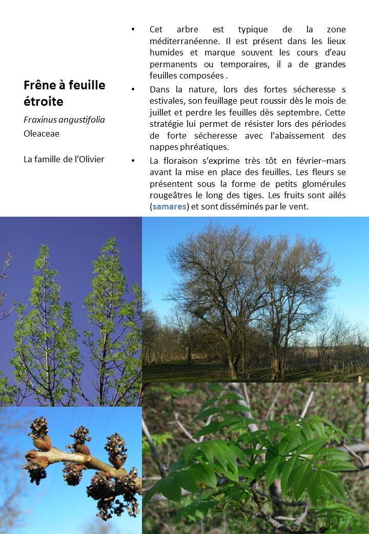 Frene_Feuille_Etroite