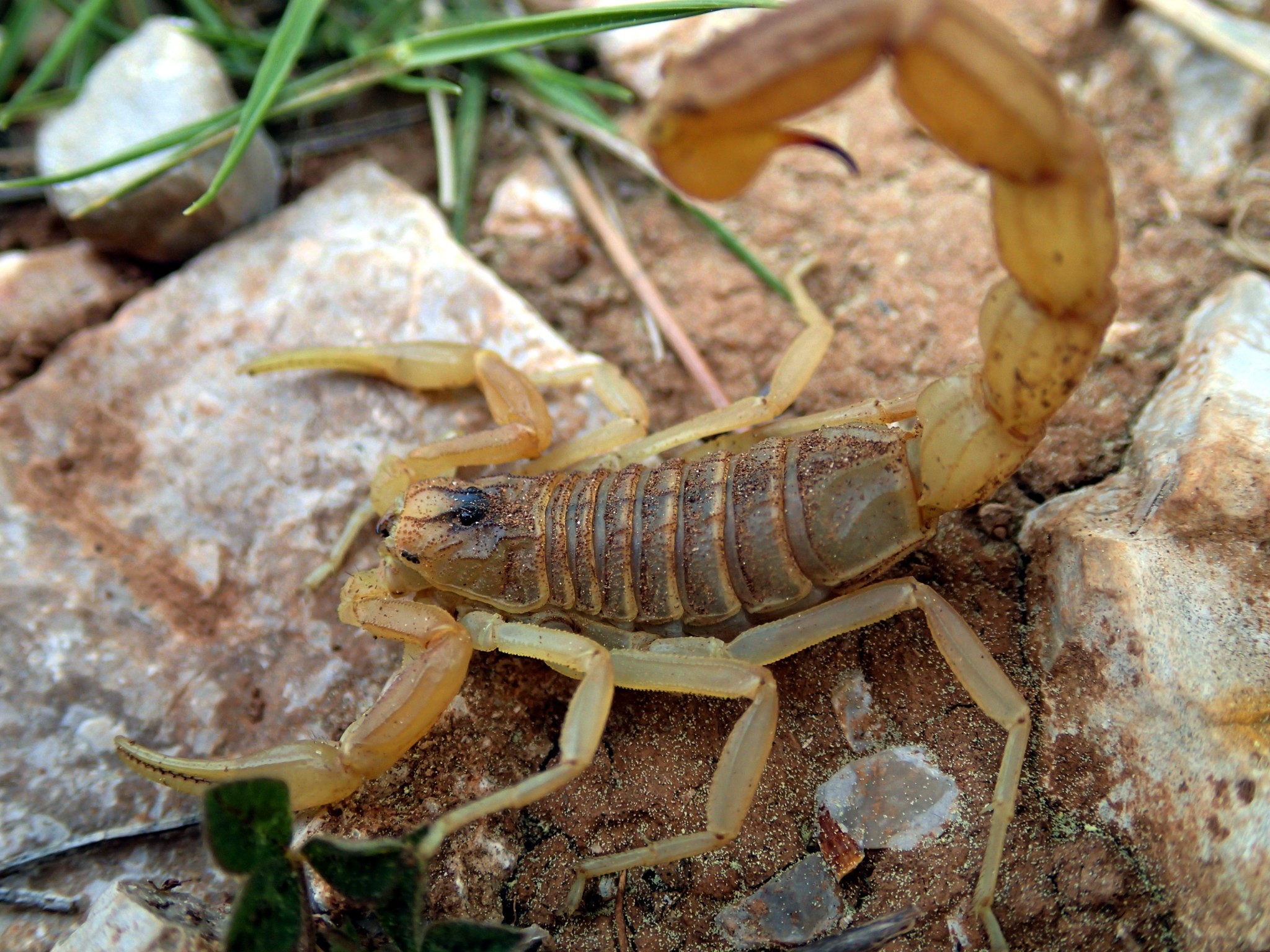 scorpion-languedocien-buthus-occitanus-arachnide-buthidae-16