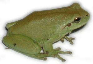 rainette-meridionale