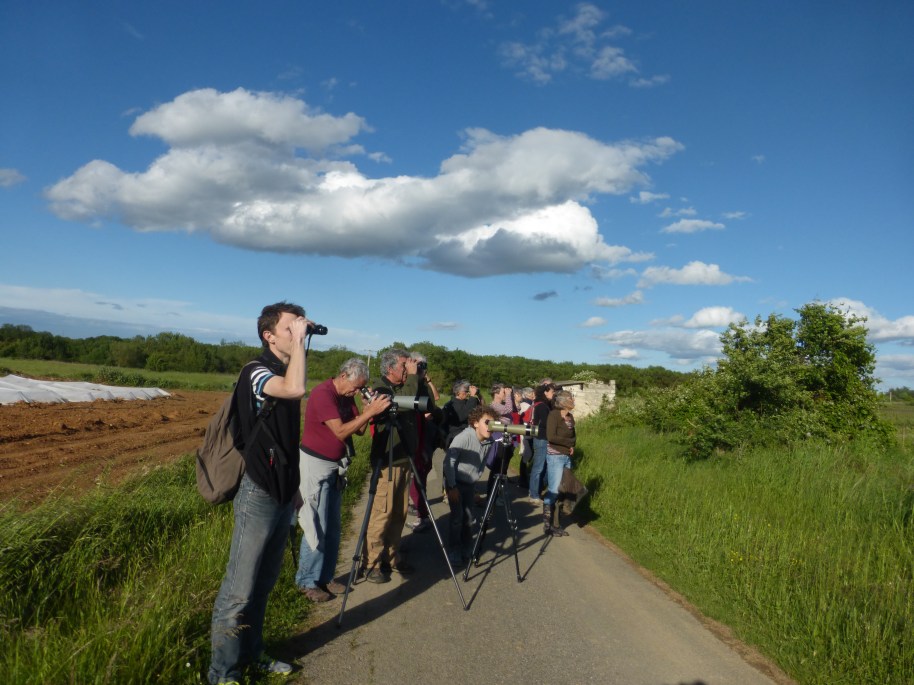 6 - A la recherche de l'outarde canepetière