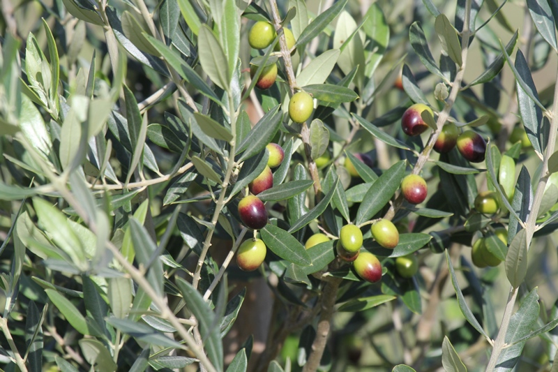 2017 annonce RameauxOivesTournantes