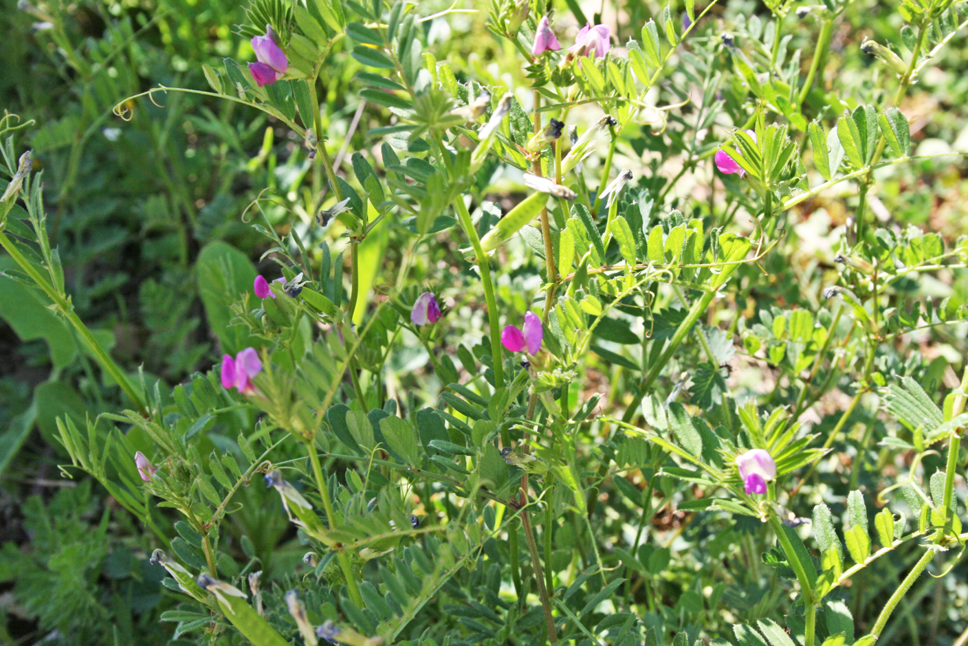 3-Vesce-à-feuilles-étroites