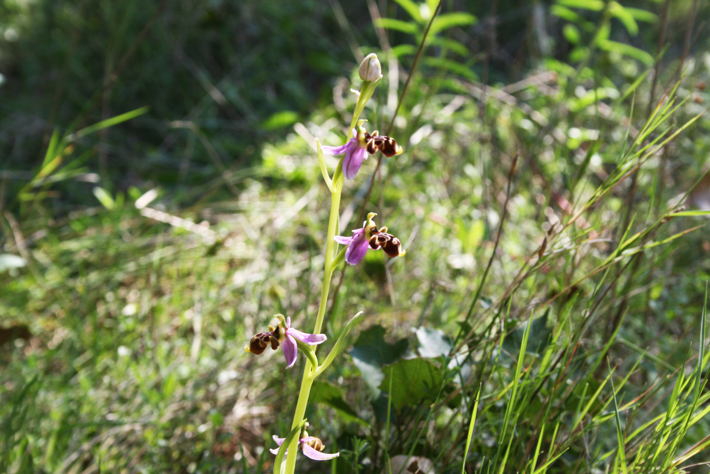 5-Ophrys-bécasse
