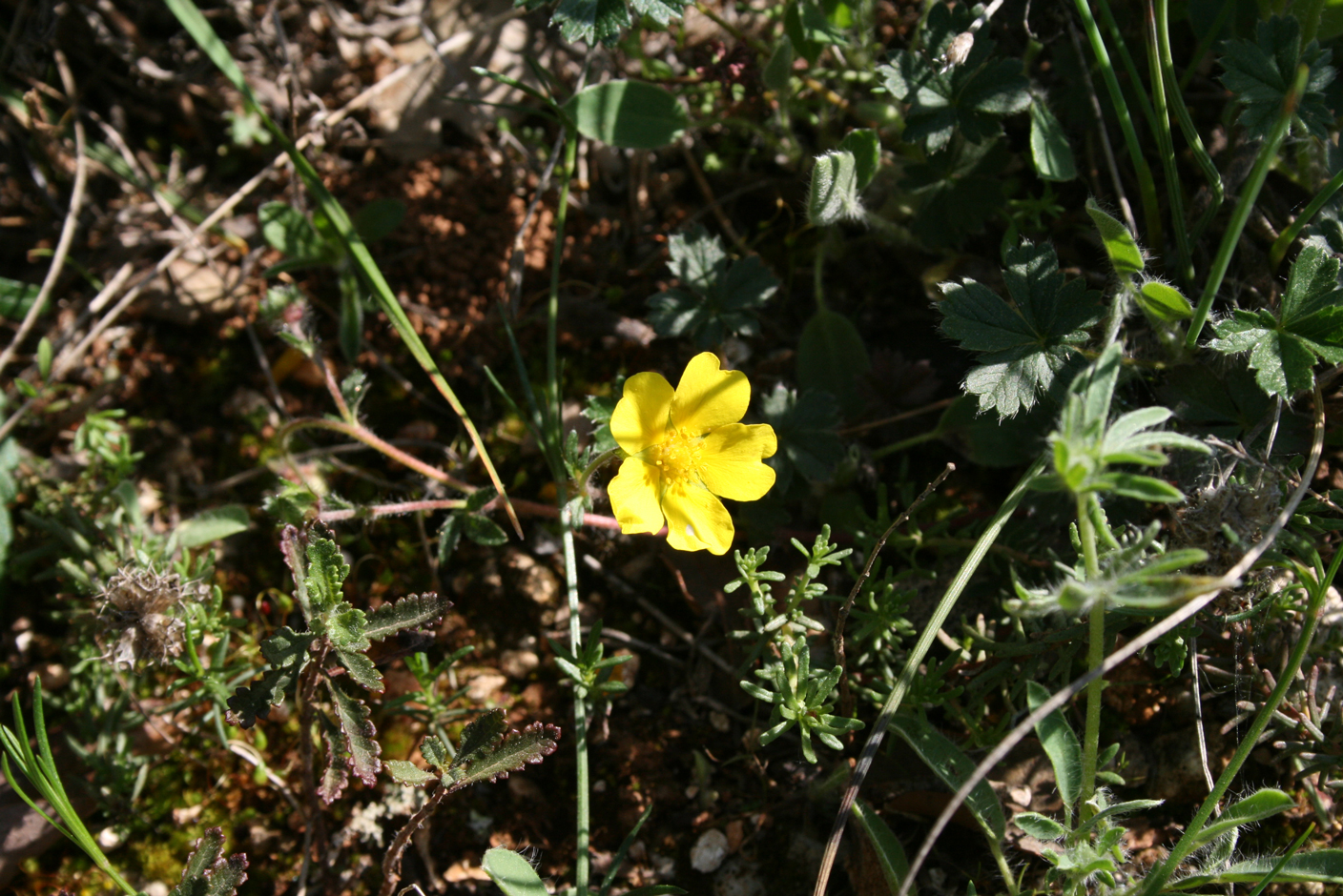 6-Potentille-de-printemps