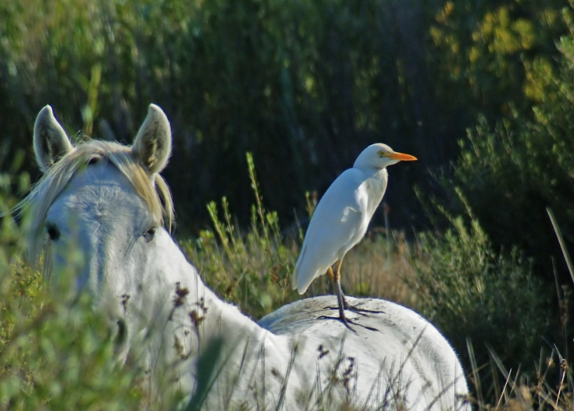 Capture d_écran 2018-07-02 à 10.41.29