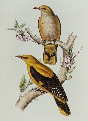 Loriot d'Europe Oriolus oriolus Eurasian Golden Oriole