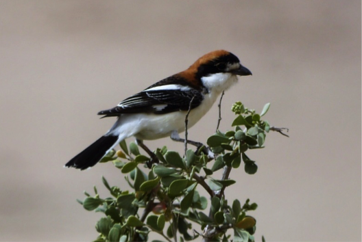 pie grièche à tête rousse